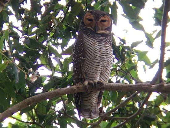 South Thailand Birding-Private Day Tours