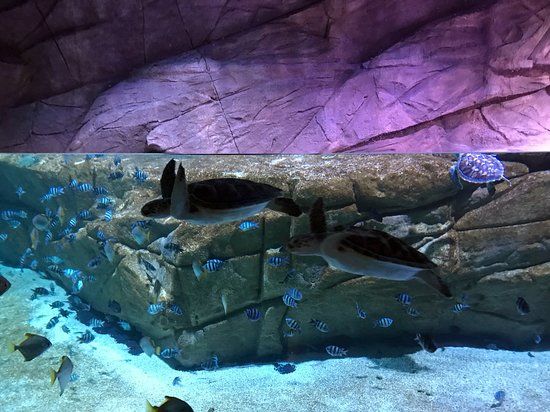 Aquaria Phuket Thailand